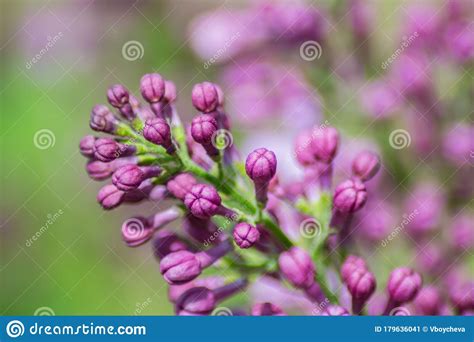 Close Up Of Purple Lilac Flower In Bloom Blossoms In Spring Season