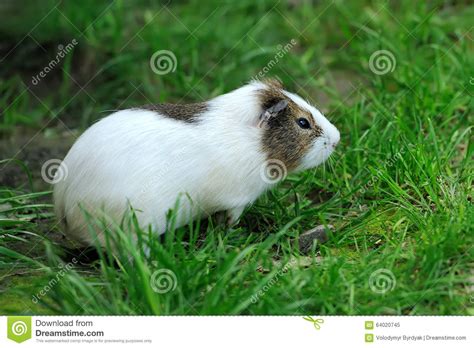 Guinea Pig Sitting Outdoors In Summer Stock Image Image Of Look Home