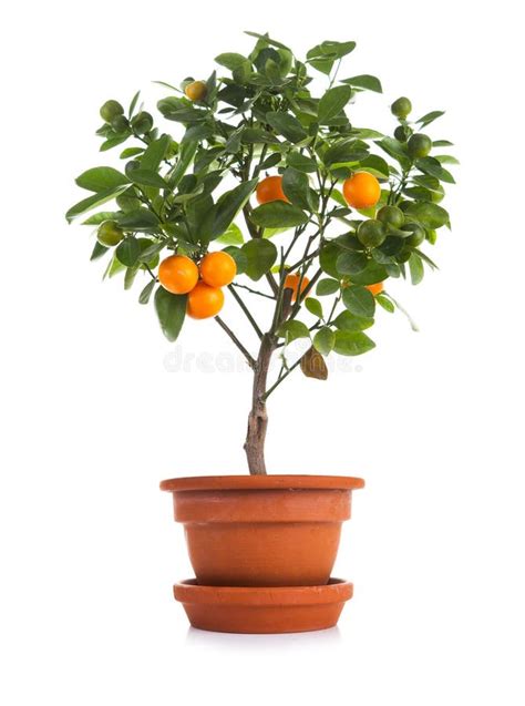 Small Potted Citrus Tree Plant Isolated On White Stock Image Image
