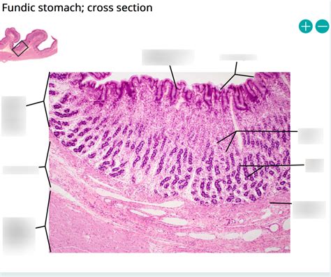 Fundic Stomach Cross Section Diagram Quizlet