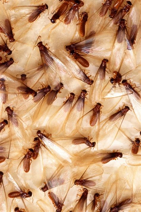Section 1 repairs, fumigation, local treatment. How To Know if a Home Has Termites ⎜ San Jose CA