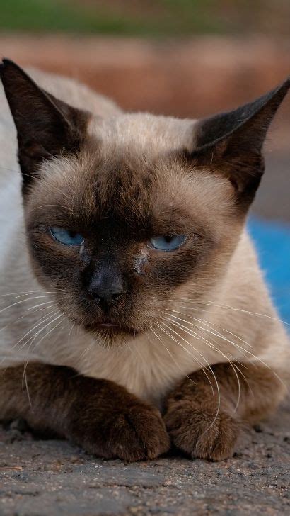 7 Siamese Cat Eye Problems Common Eye Problems In Siamese Cats Prone