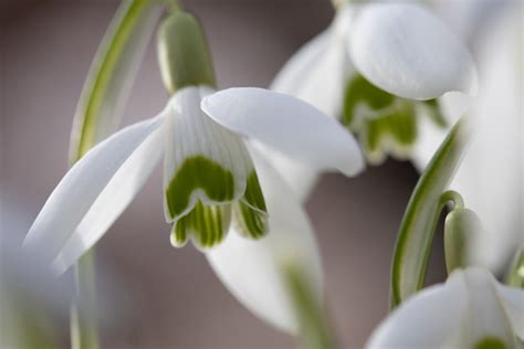 So sind bereits in milden wintern die ersten. Wann ist endlich Frühling? | Blumen-News by floristweb.de
