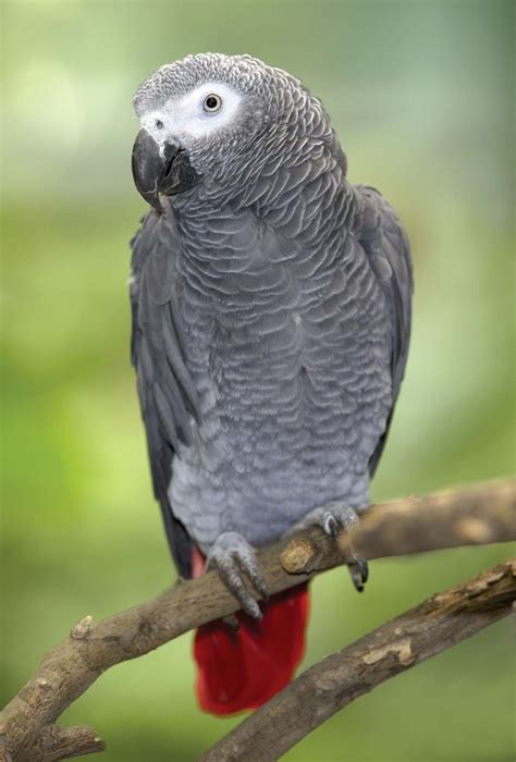 About The Jako Parrot The Petster