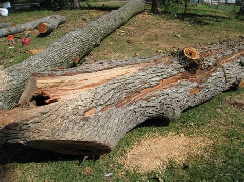 Removing a Honey Bee Hive From a Tree! | Beekeeping in Richmond, Virginia