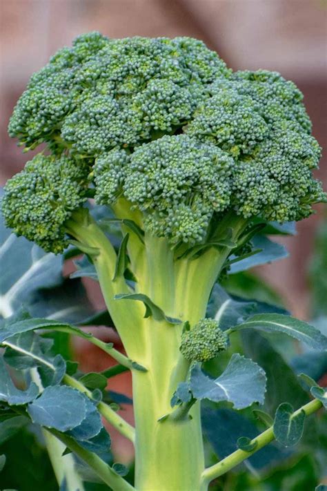 Broccoli Plant Growing Broccoli Growing Vegetables In Pots Broccoli