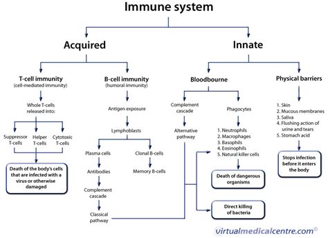 The Immune System on emaze