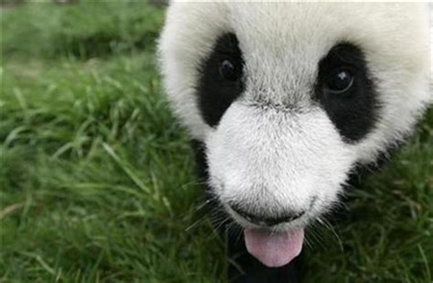 Chinas Wild Panda Population Up Nearly 17