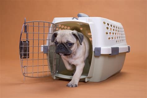 It will also depend on your dog's personality and quirks. How to Crate Train a Puppy