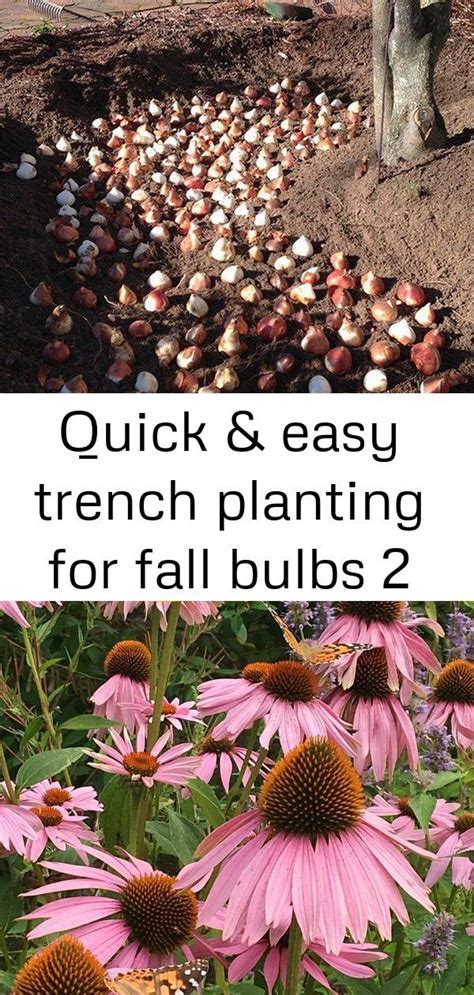 Quick And Easy Trench Planting For Fall Bulbs 2 Fall Bulbs Plants