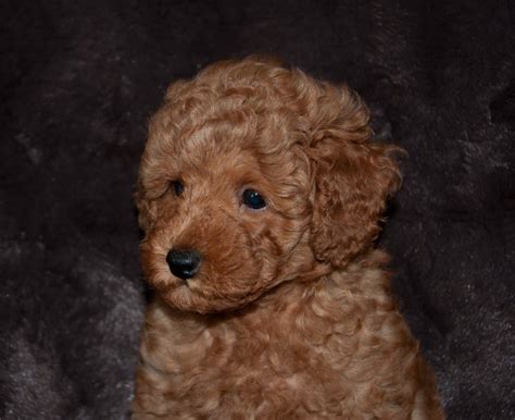 Red Miniature Poodle Pup For Sale In Beverly Hills Florida
