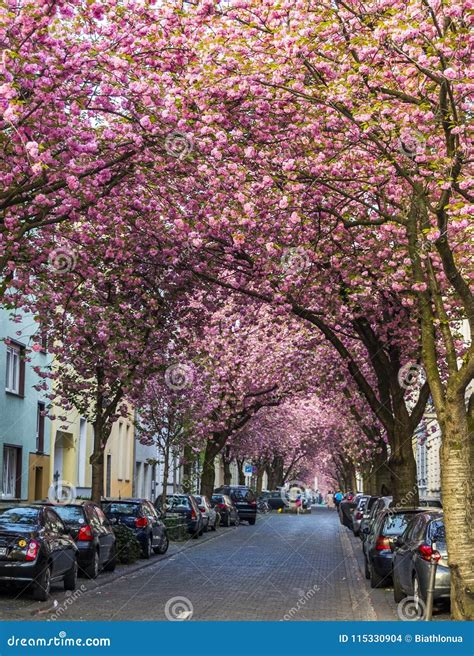 Bonn Germany April 21 2018 Heerstrasse Or Cherry Blossom Avenue