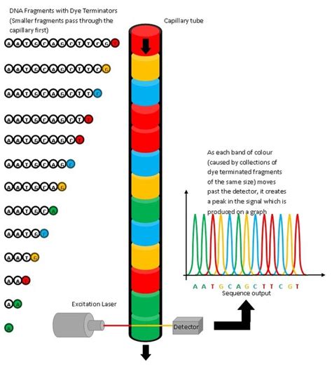 In DNA Sequencing Method Which One Techniques Is Mostly Used A Sanger