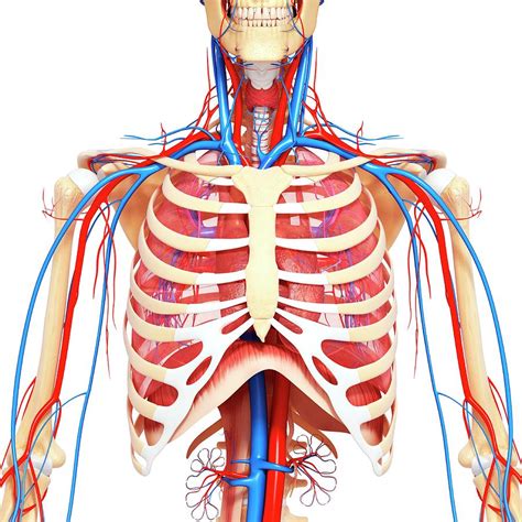 Chest Anatomy Photograph By Pixologicstudio Science Photo Library