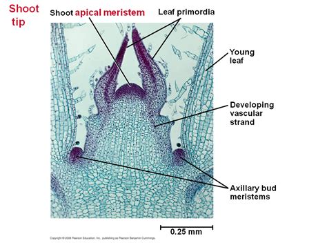 Primary Growth Of Shoots Apical Meristems