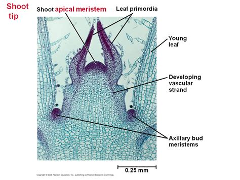 Both meristems consist of undifferentiated cells which are capable of actively dividing. Primary Growth of Shoots - Apical Meristems