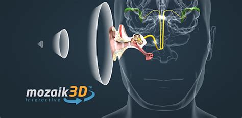The Mechanism Of Hearing Educational Vr 3d