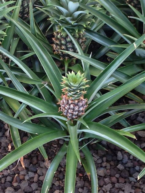 Pineapple Plants Pictures Plants Fa