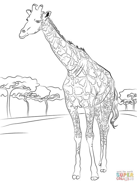 Beautiful Giraffe Coloring Page Free Printable Coloring Pages
