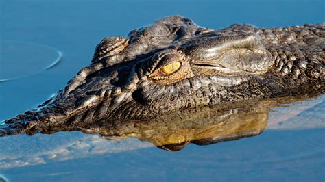 The crocodile is not a mammal, but a reptile. Wildlife of the Week: Saltwater Crocodile - Underwater360