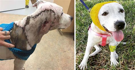 Pit Bull Used As Bait Dog Was Found Disfigured Rescuers Patched Her Up