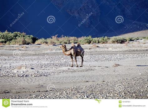 Himalayas on sunset, nubra valley, ladakh, india. The Bactrian Camel Camelus Bactrianus In Nubra Valley ...