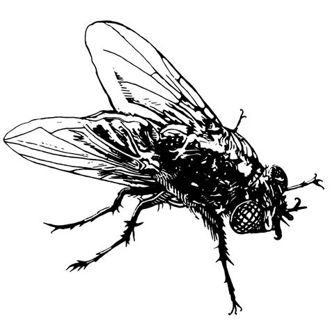Fly Beautiful Image Drawing | Drawing Skill
