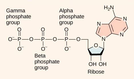 The bond between two phosphate groups is a phosphoanhydride bond which is considered as high energy bond. What is the Structural Difference Between ATP and ADP ...