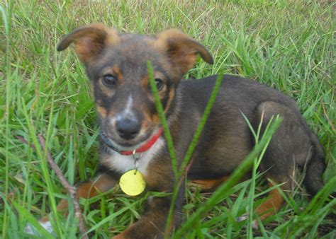 Adopt a rescue dog through petcurious. Froggy the Border Collie Puppy ~ Adopted | The Dog Liberator™