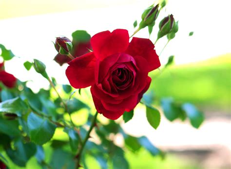 Fileflower Rose 045