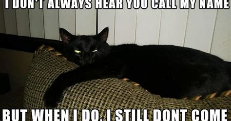 Bad Kitty Meme On Imgur