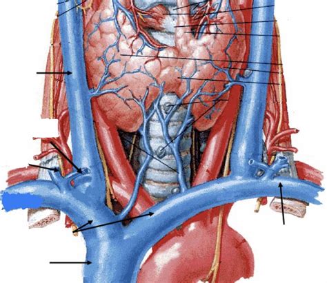 Schematic Drawing Demonstrating Venous Anatomy Of The Upper Extremity