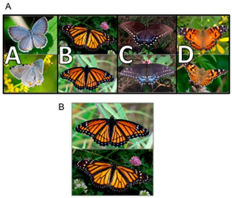 Sustainability Free Full Text Public Knowledge Of Monarchs And