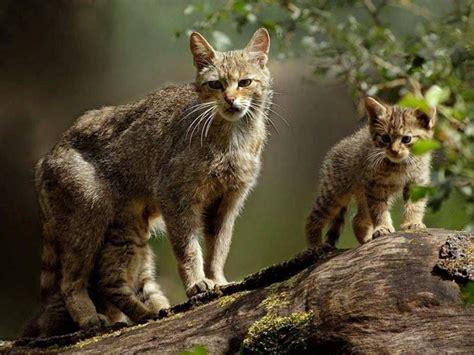 Scottish Wildcat Mother And Kitten The Uks Only Native Wildcat