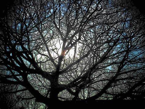 Back Lit Tree Photograph By Michael L Kimble Fine Art America