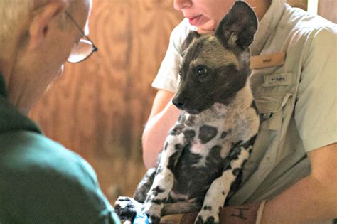 Pupdate First Medical Exam For Litter Of 10 Painted Dogs Zooborns