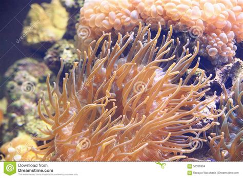 Colorful Sea Anemone Stock Photo Image Of Phylum Flower