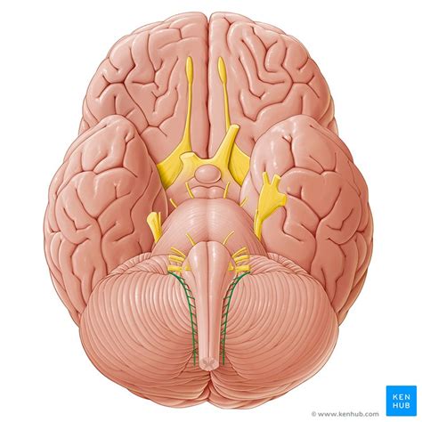 Motor cranial nerves: Anatomy, functions and components | Kenhub