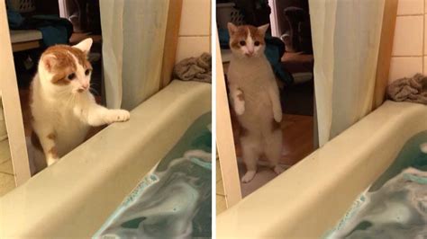 Cat Gets Spooked By Bath Bomb Youtube