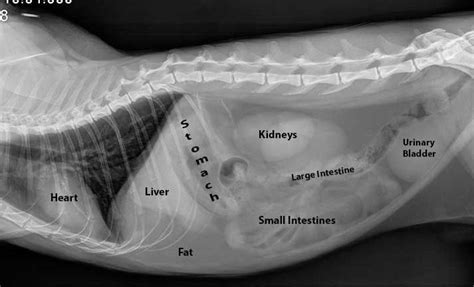 Learn To Read An X Ray Long Beach Animal Hospital Vet Medicine