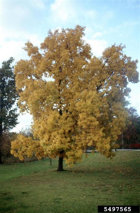 Shagbark Hickory Carya Ovata Juglandales Juglandaceae 5497565