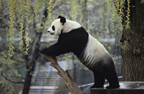 Giant Panda Smithsonian Institution