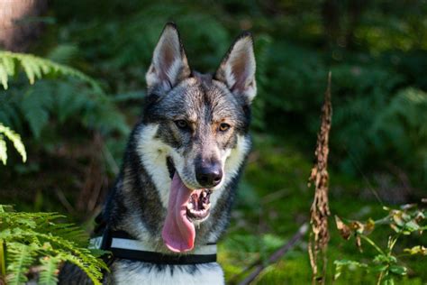 Tamaskan Dog Breed Info Pictures And Traits Hepper