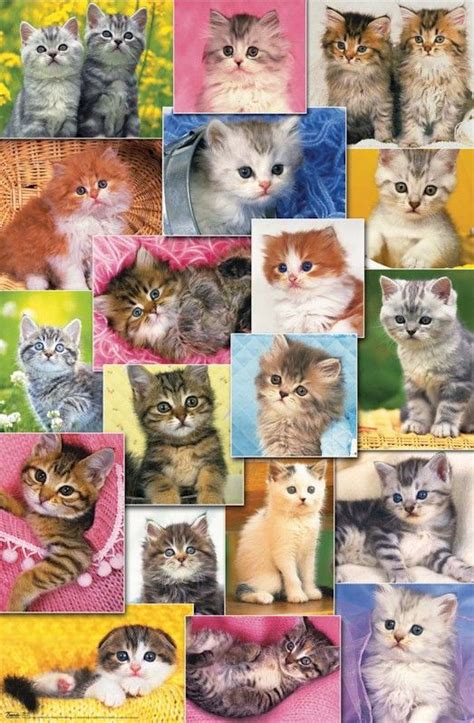 Cats Kitten Collage Poster Cats And Kittens Kittens Cutest Kittens