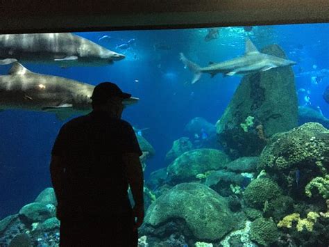 Tennessee Aquarium Chattanooga 2020 Lo Que Se Debe Saber Antes De