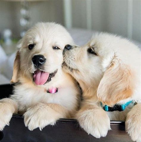 Lab Puppies Kissing On The Cheek Puppies Cute Dogs Dogs Golden