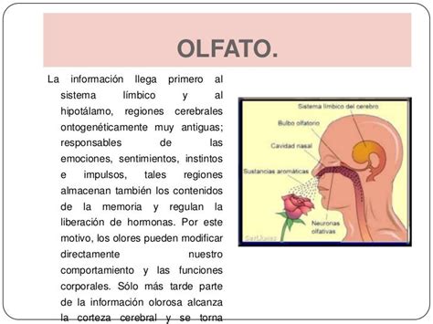 Sentido Del Gusto Y Olfato