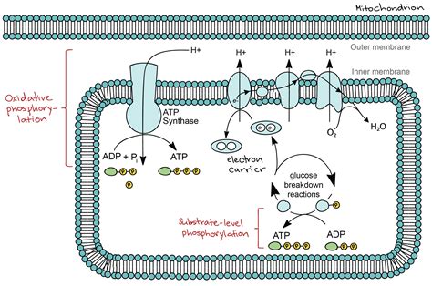 Slide 12 reviews cellular respiration reactants for aerobic and describe two times in the past week where your body switched from aerobic to anaerobic cellular respiration. 14+ Pictures Of Cellular Respiration Equation Reactants - Anilmals Image