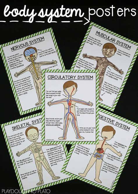 Human Body Systems Pack Playdough To Plato