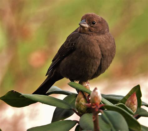 A crow is a black. Chocolate brown, a little smaller than a cardinal, in ...